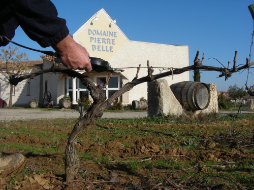 taille de la vigne